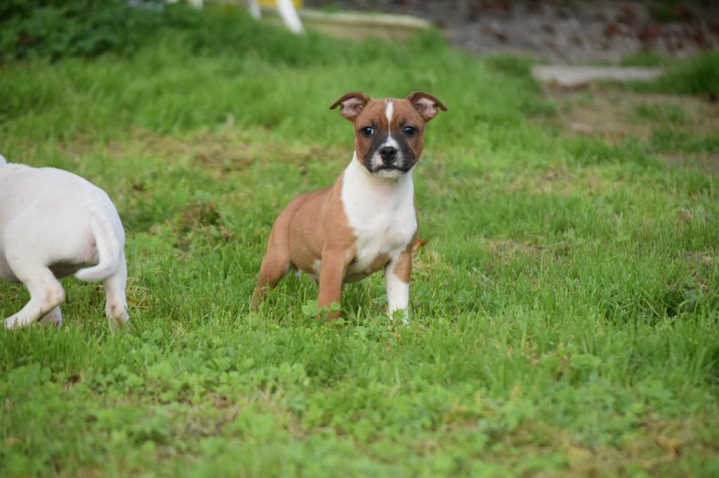 Marley Staff's - Chiot disponible  - Staffordshire Bull Terrier