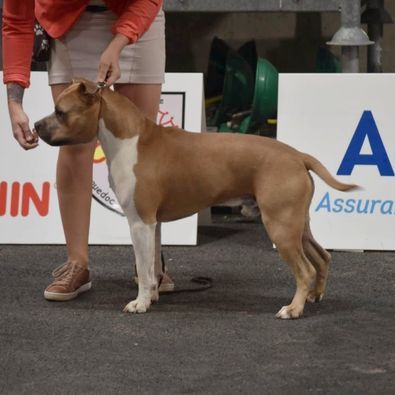 Marley Staff's - American Staffordshire Terrier - Portée née le 02/10/2025