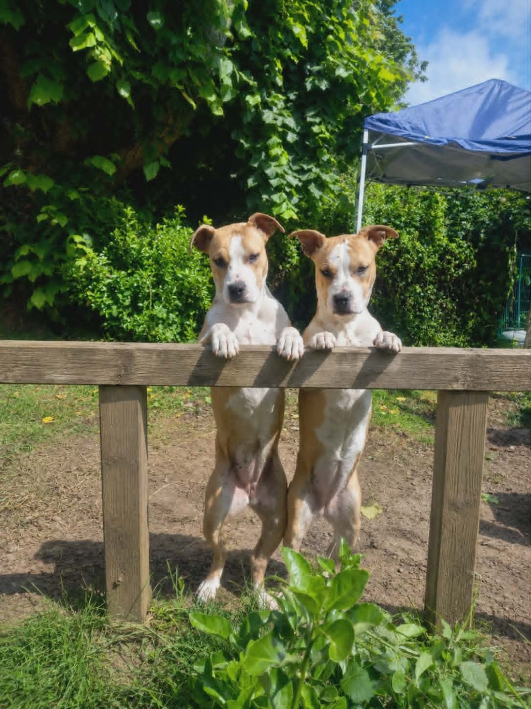 Marley Staff's - Chiots disponibles - American Staffordshire Terrier